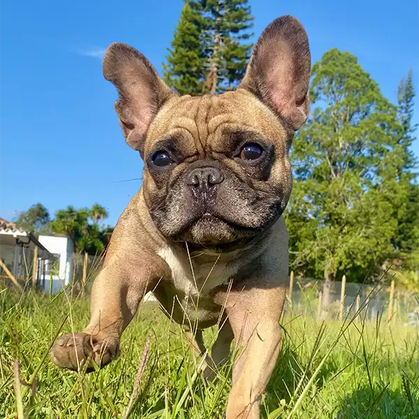 Img-Fans-de-Pelos-CityPage-Guardería-Envigado