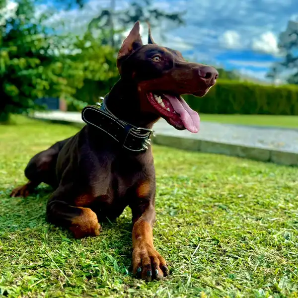 Img-Fans-de-Pelos-CityPage-Guardería-Sabaneta