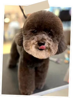 Img-Fans-de-Pelos-ServicioGeneral-Papá-LCP