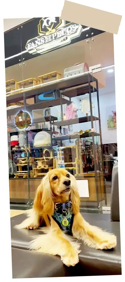 Img-pet-grooming-en-envigado-Nosotros-2