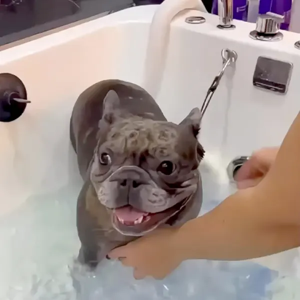 Img-pet-grooming-en-envigado-Servicios-Ozonoterapia