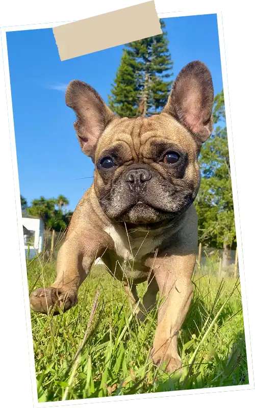 img-guarderia-canina-en-envigado-1