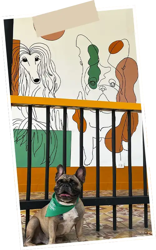 img-guarderia-canina-en-medellin-1