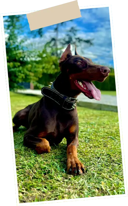 img-guarderia-canina-en-sabaneta-1