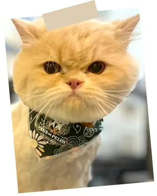 img-peluqueria-para-gatos-en-envigado-1-LCP