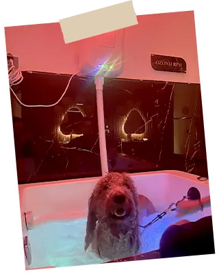 img-bano-medicado-para-perros-y-gatos-en-envigado-2-LCP